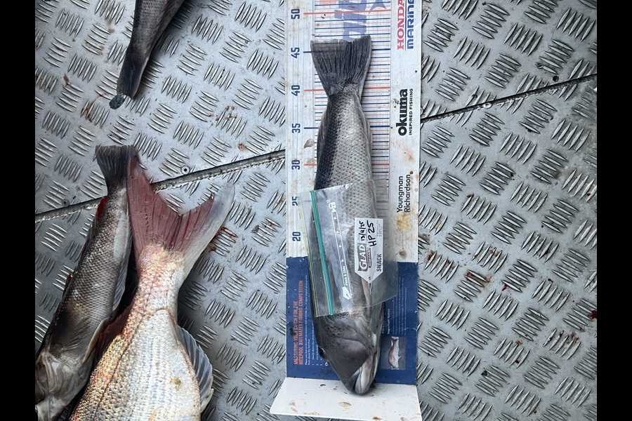 Gavin White caught this 46.0cm Blue Cod at Wellington during The Hirepool Baitmates Fishing Comp