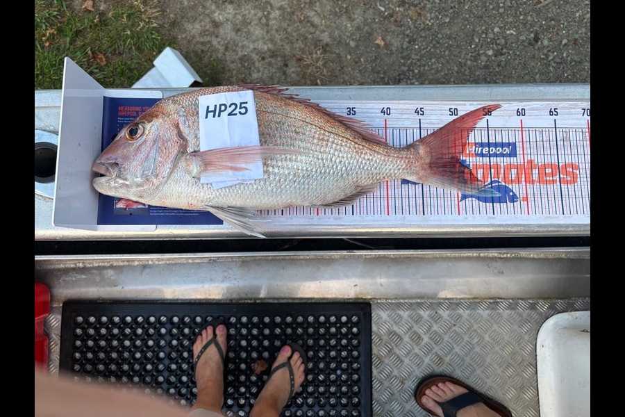 Sid Wallace caught this 50.5cm Snapper at East Cape during The Hirepool Baitmates Fishing Comp