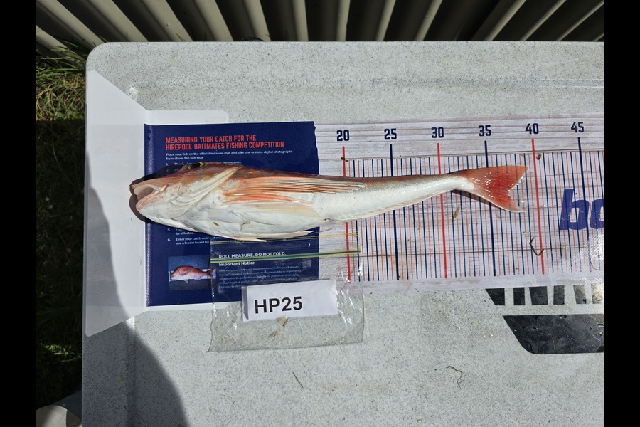 James Hedley caught this 37.0cm Gurnard at Hawkes Bay during The Hirepool Baitmates Fishing Comp