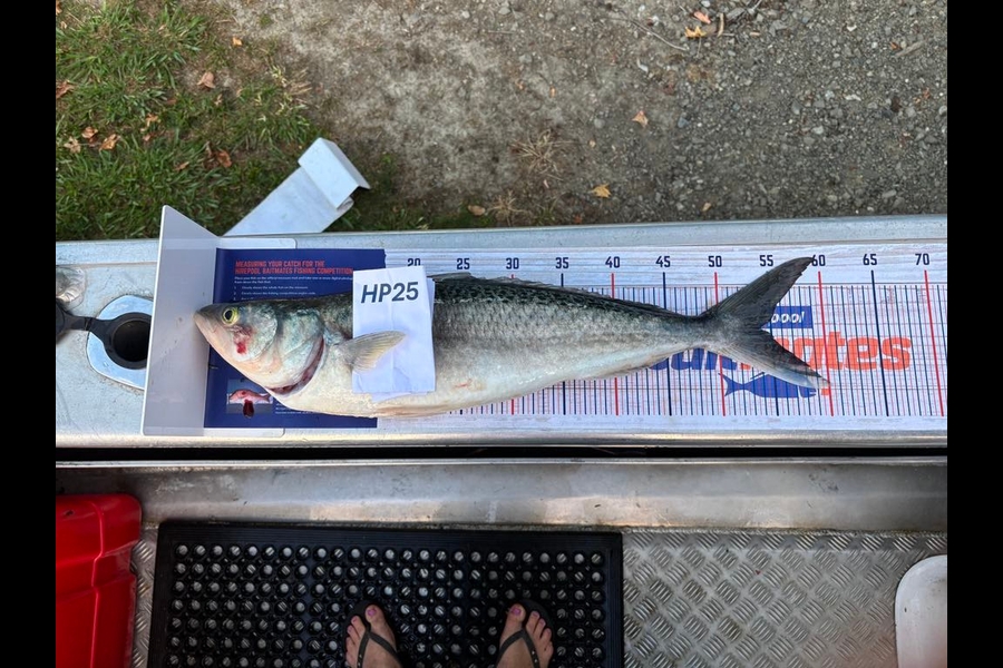Sid Wallace caught this 54.0cm Kahawai at East Cape during The Hirepool Baitmates Fishing Comp
