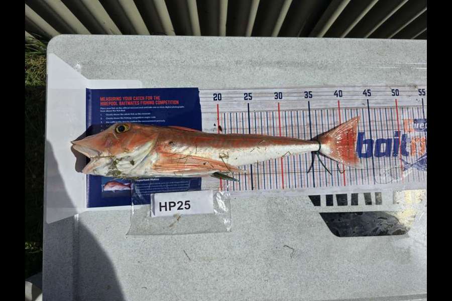 Tyler-James Hedley caught this 42.0cm Gurnard at Hawkes Bay during The Hirepool Baitmates Fishing Comp