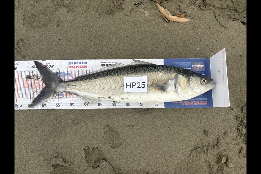 Neville Cane caught this 59.5cm Kahawai at Canterbury during The Hirepool Baitmates Fishing Comp