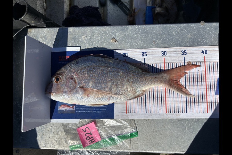 Angela Gadsby caught this 33.5cm Snapper at Nelson/Marlborough during The Hirepool Baitmates Fishing Comp