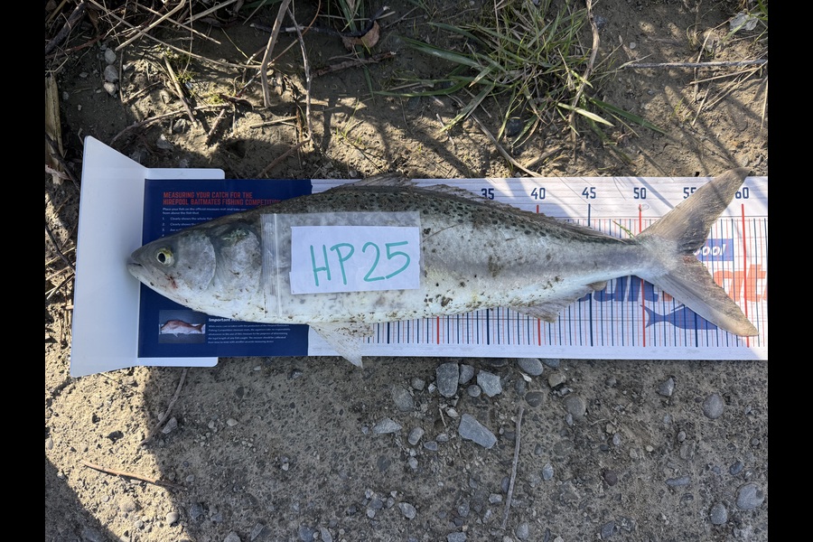 Marcquim Momo caught this 55.0cm Kahawai at Canterbury during The Hirepool Baitmates Fishing Comp