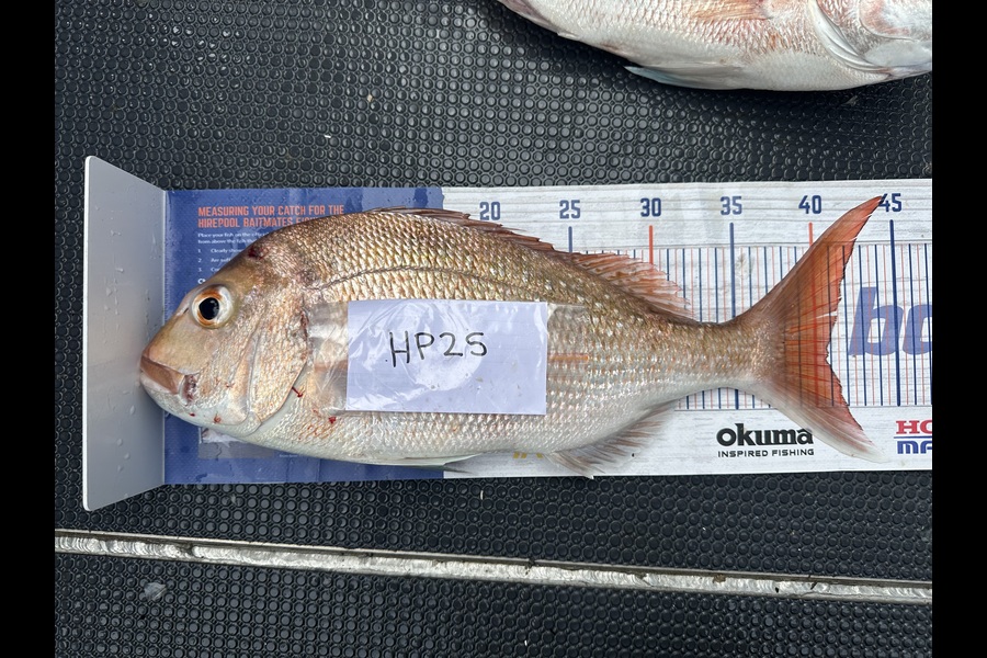 Shaun Kitching caught this 40.5cm Snapper at Northland during The Hirepool Baitmates Fishing Comp