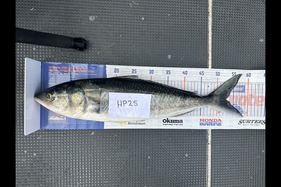 Shaun Kitching caught this 52.5cm Kahawai at Northland during The Hirepool Baitmates Fishing Comp