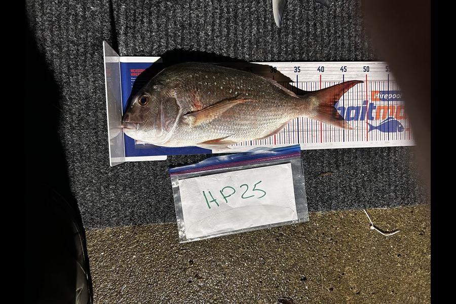 Mallory Cowin caught this 42.5cm Snapper at Wellington during The Hirepool Baitmates Fishing Comp