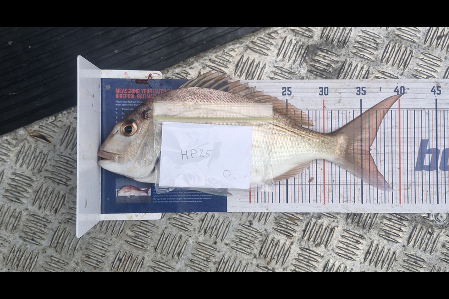 Chris Rasmussen caught this 36.0cm Snapper at Waikato during The Hirepool Baitmates Fishing Comp
