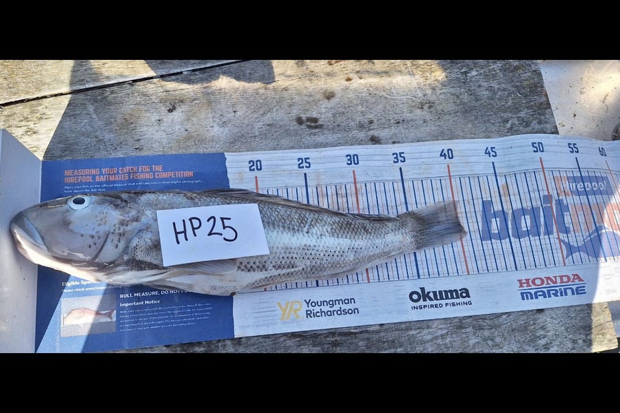 Cameron Robert Holmes caught this 40.0cm Blue Cod at Otago during The Hirepool Baitmates Fishing Comp