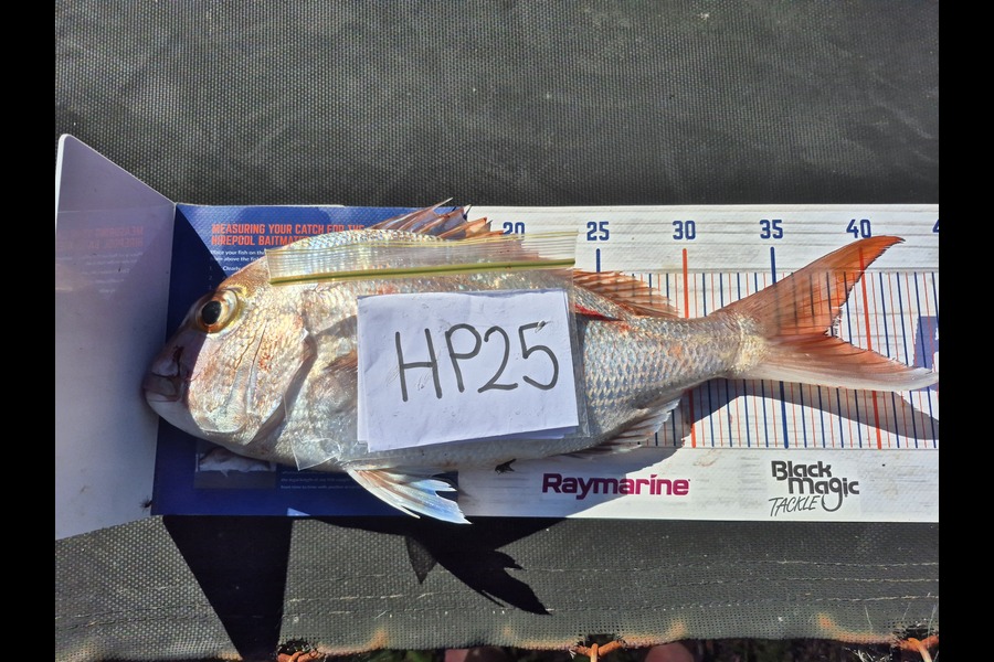 Carl Hine caught this 37.5cm Snapper at Bay of Plenty during The Hirepool Baitmates Fishing Comp