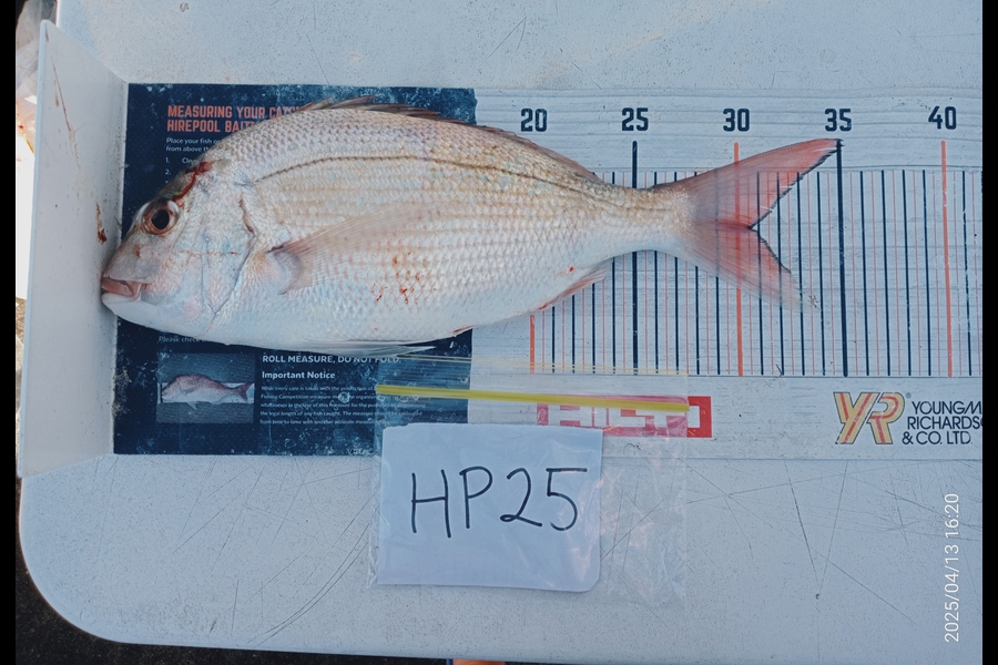 Carol Brannen caught this 30.5cm Snapper at Nelson/Marlborough during The Hirepool Baitmates Fishing Comp