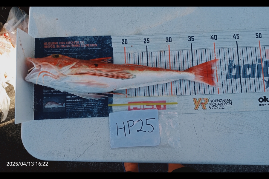 Carol Brannen caught this 39.5cm Gurnard at Nelson/Marlborough during The Hirepool Baitmates Fishing Comp
