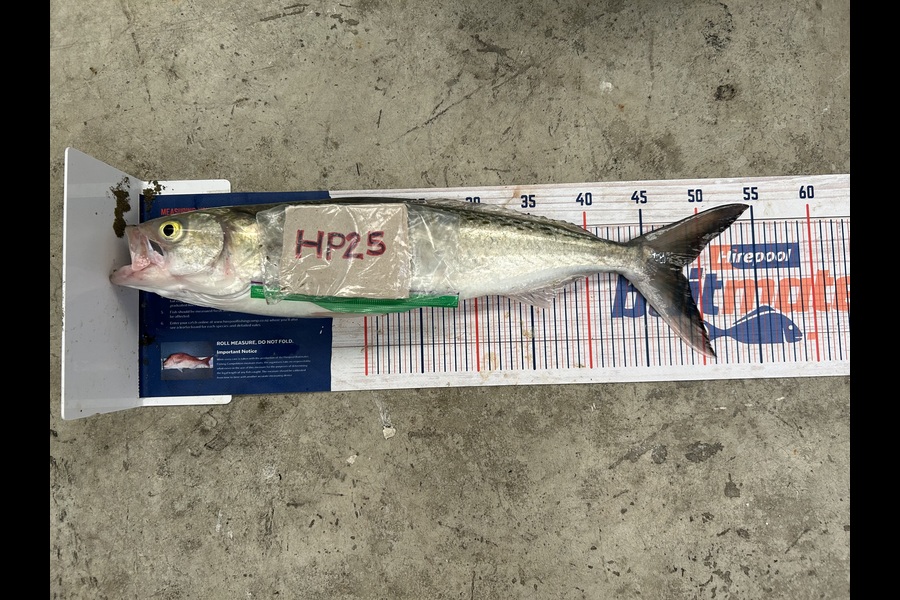James Baker caught this 47.5cm Kahawai at Northland during The Hirepool Baitmates Fishing Comp