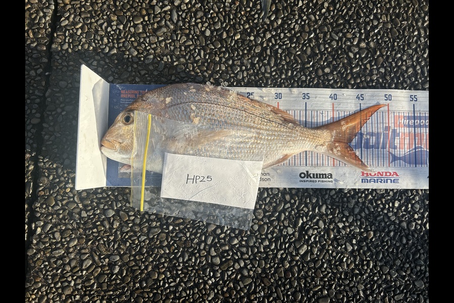Rehua Jones caught this 42.5cm Snapper at Bay of Plenty during The Hirepool Baitmates Fishing Comp