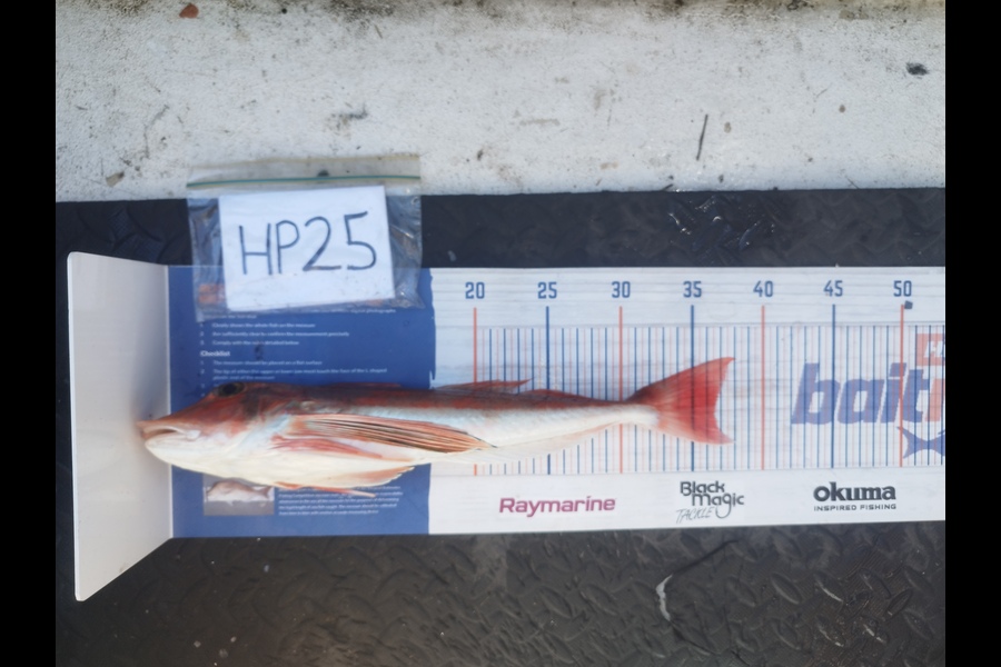 Nemo Tehiko caught this 36.5cm Gurnard at Hawkes Bay during The Hirepool Baitmates Fishing Comp