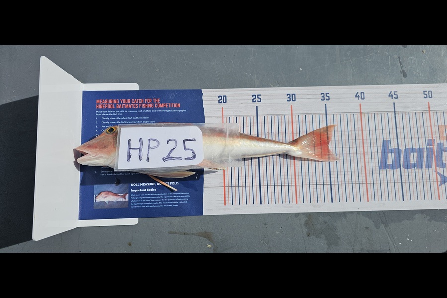 Frank van Vroonhoven caught this 35.0cm Gurnard at Bay of Plenty during The Hirepool Baitmates Fishing Comp