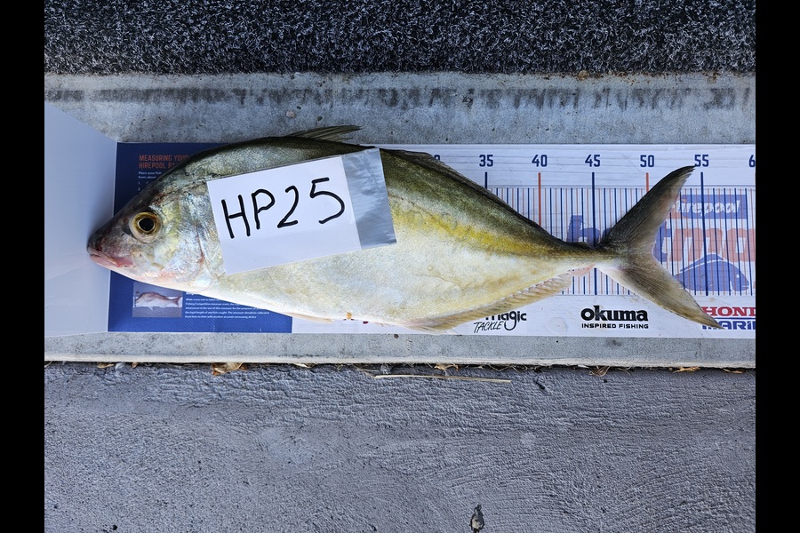 Sheila Jackson caught this 50.0cm Trevally at Nelson/Marlborough during The Hirepool Baitmates Fishing Comp