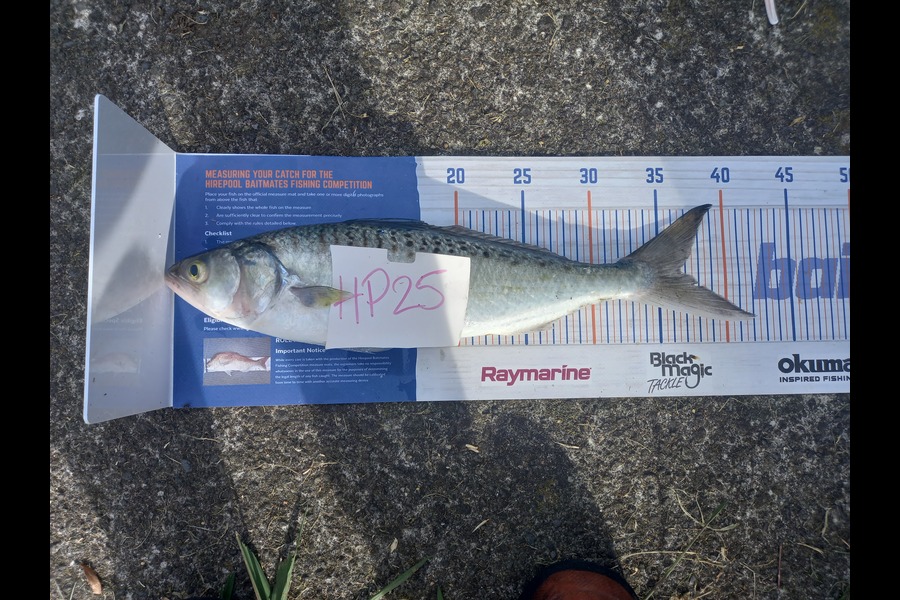 Sharlee-Hana Smith caught this 36.5cm Kahawai at Taranaki during The Hirepool Baitmates Fishing Comp