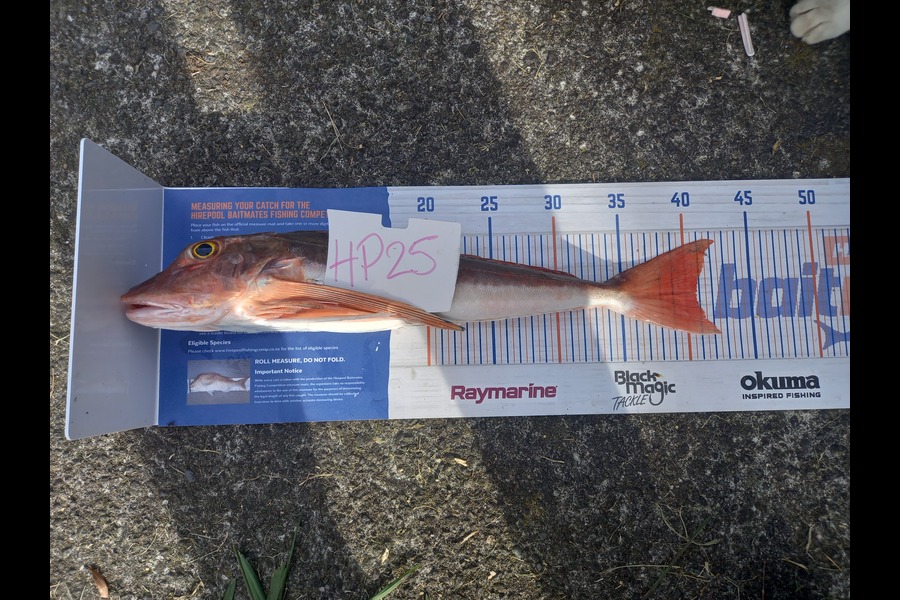 Sharlee-Hana Smith caught this 40.5cm Gurnard at Taranaki during The Hirepool Baitmates Fishing Comp