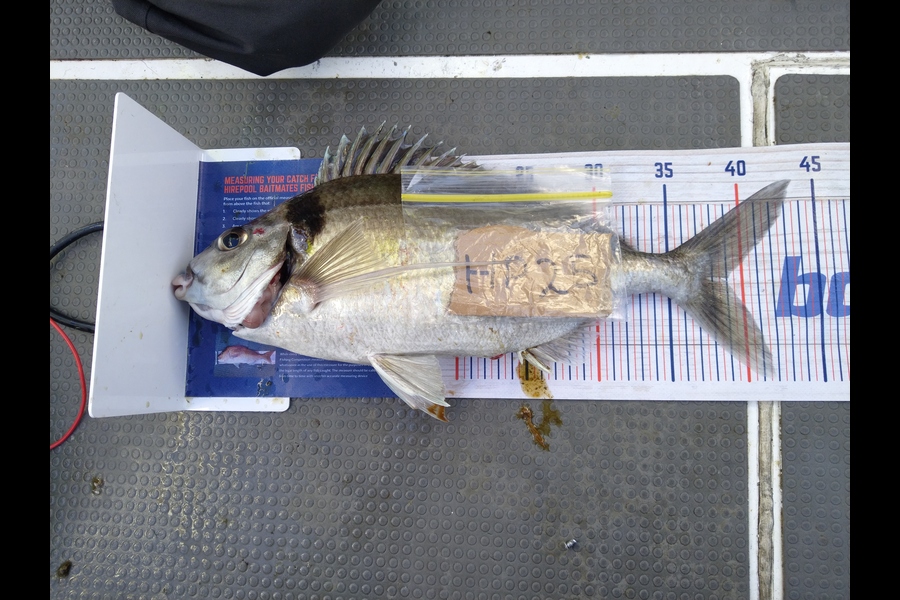 Dale Buck caught this 38.0cm Tarakihi at Canterbury during The Hirepool Baitmates Fishing Comp