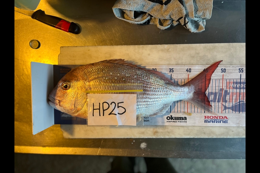Laura Young caught this 45.0cm Snapper at Nelson/Marlborough during The Hirepool Baitmates Fishing Comp