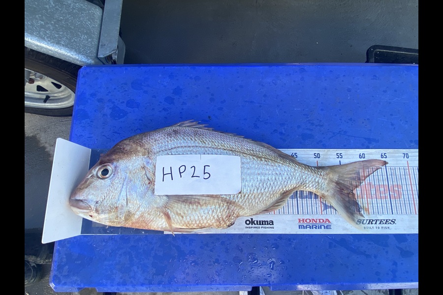 Ryan Mitchell caught this 56.5cm Snapper at Nelson/Marlborough during The Hirepool Baitmates Fishing Comp