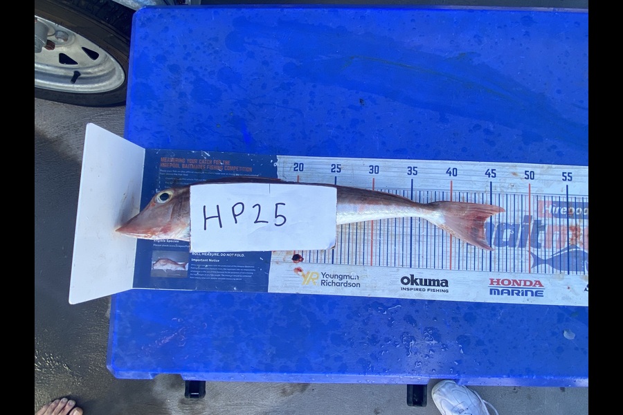 Ryan Mitchell caught this 44.0cm Gurnard at Nelson/Marlborough during The Hirepool Baitmates Fishing Comp