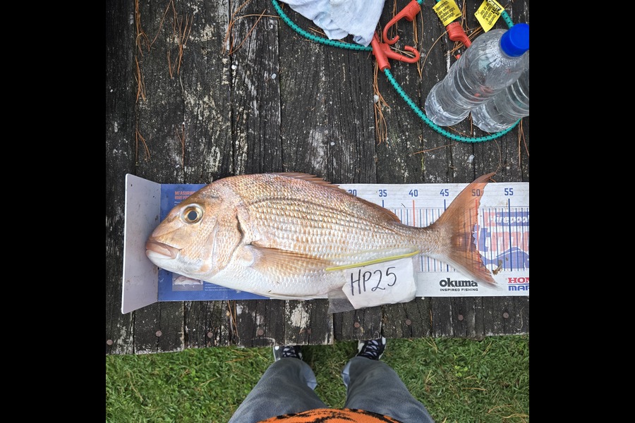 Tracey Beer caught this 49.0cm Snapper at Coromandel during The Hirepool Baitmates Fishing Comp