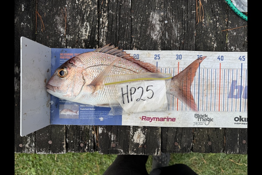Nigel Beer  caught this 33.0cm Snapper at Coromandel during The Hirepool Baitmates Fishing Comp