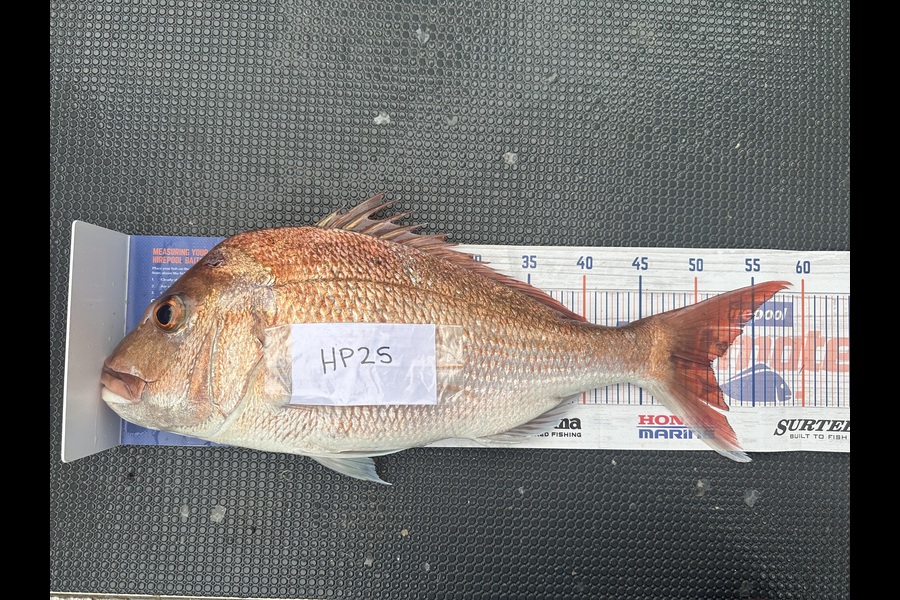 Shaun Kitching caught this 51.0cm Snapper at Northland during The Hirepool Baitmates Fishing Comp