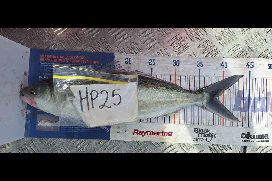 Trevor Hopson caught this 38.5cm Kahawai at Coromandel during The Hirepool Baitmates Fishing Comp