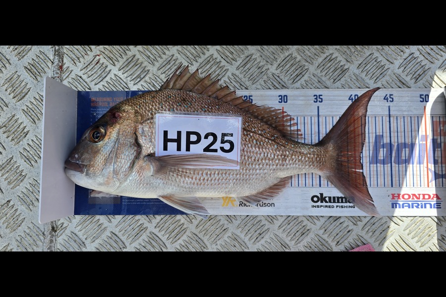 Nicola Burrows caught this 40.5cm Snapper at Auckland during The Hirepool Baitmates Fishing Comp