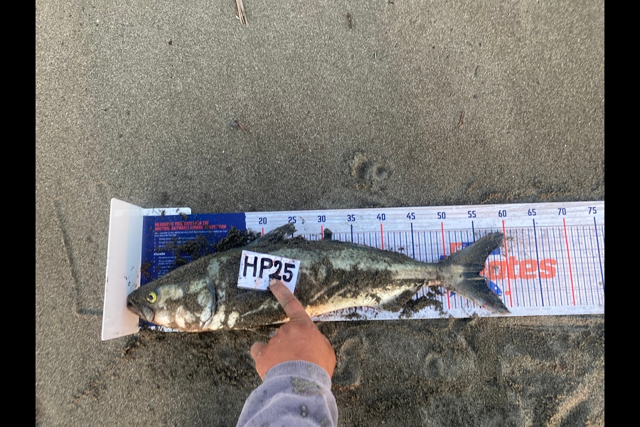 Peace Carroll caught this 55.0cm Kahawai at Manawatu during The Hirepool Baitmates Fishing Comp