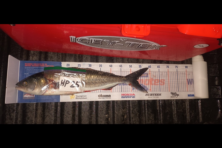 Mike Morphett caught this 53.0cm Kahawai at Northland during The Hirepool Baitmates Fishing Comp