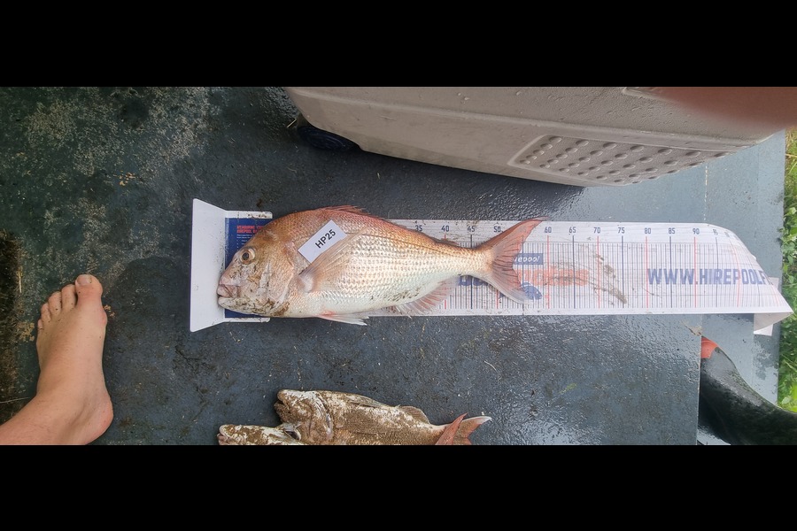 Tain Rookes caught this 53.0cm Snapper at Coromandel during The Hirepool Baitmates Fishing Comp