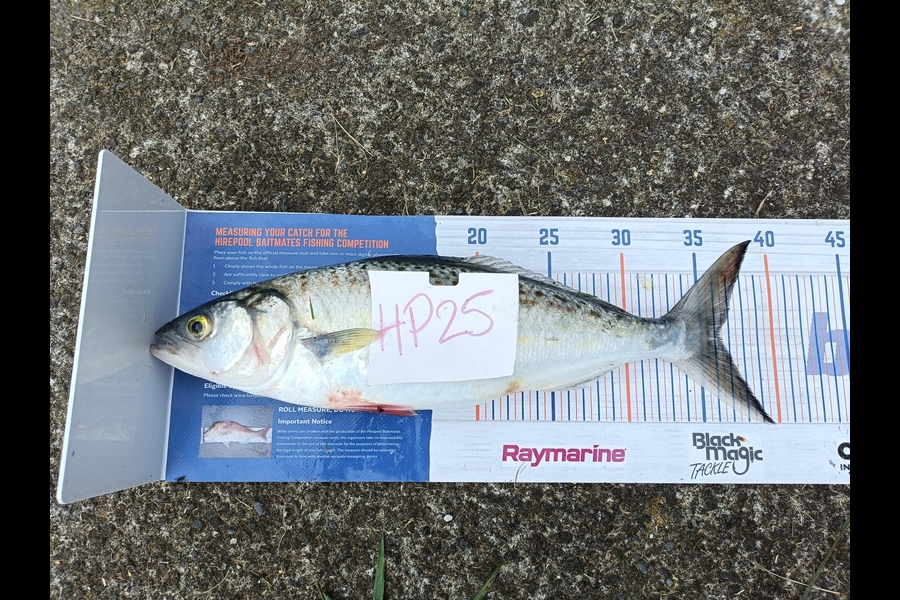 Daffy Suniel caught this 36cm Kahawai at Taranaki during The Hirepool Baitmates Fishing Comp
