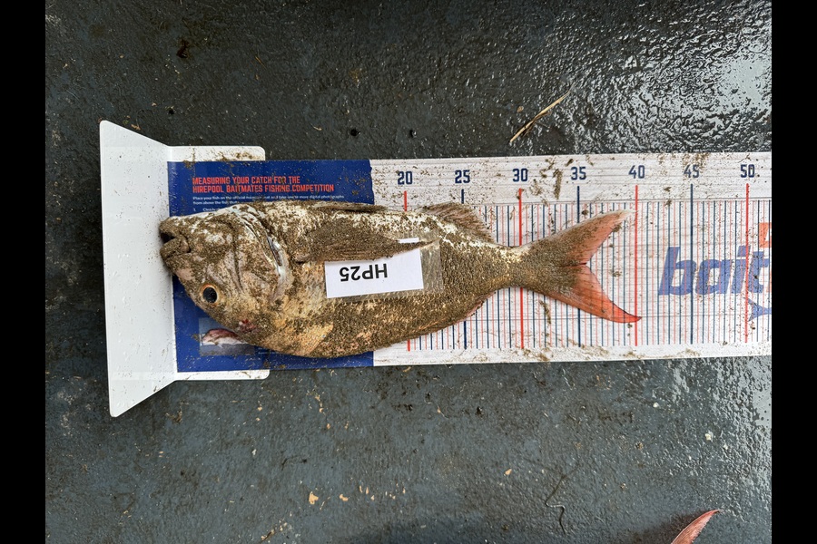Dion Oleary caught this 35.5cm Snapper at Coromandel during The Hirepool Baitmates Fishing Comp