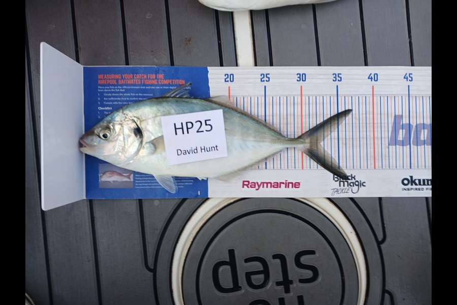 David Hunt caught this 32.0cm Trevally at Bay of Plenty during The Hirepool Baitmates Fishing Comp