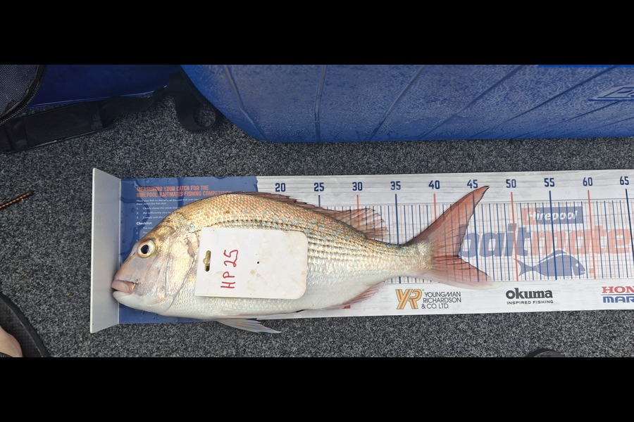 Jason  Rayner  caught this 42.5cm Snapper at Nelson/Marlborough during The Hirepool Baitmates Fishing Comp