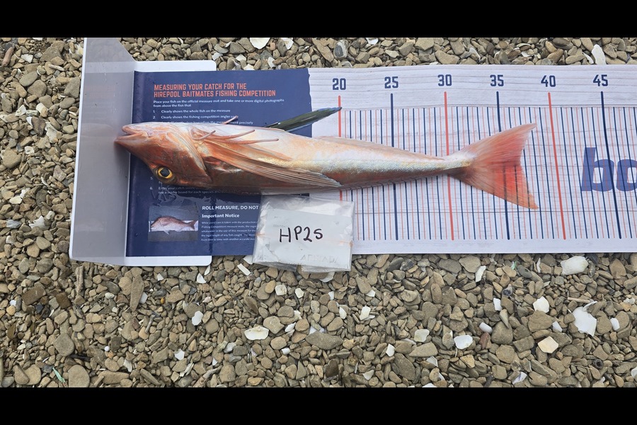 Matt Stewart caught this 36.5cm Gurnard at Nelson/Marlborough during The Hirepool Baitmates Fishing Comp