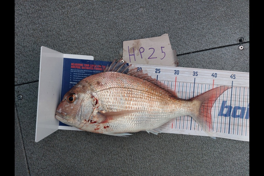 Andrew Wooster caught this 40.0cm Snapper at Wellington during The Hirepool Baitmates Fishing Comp
