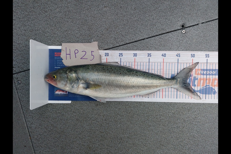 Andrew Wooster caught this 48.5cm Kahawai at Wellington during The Hirepool Baitmates Fishing Comp
