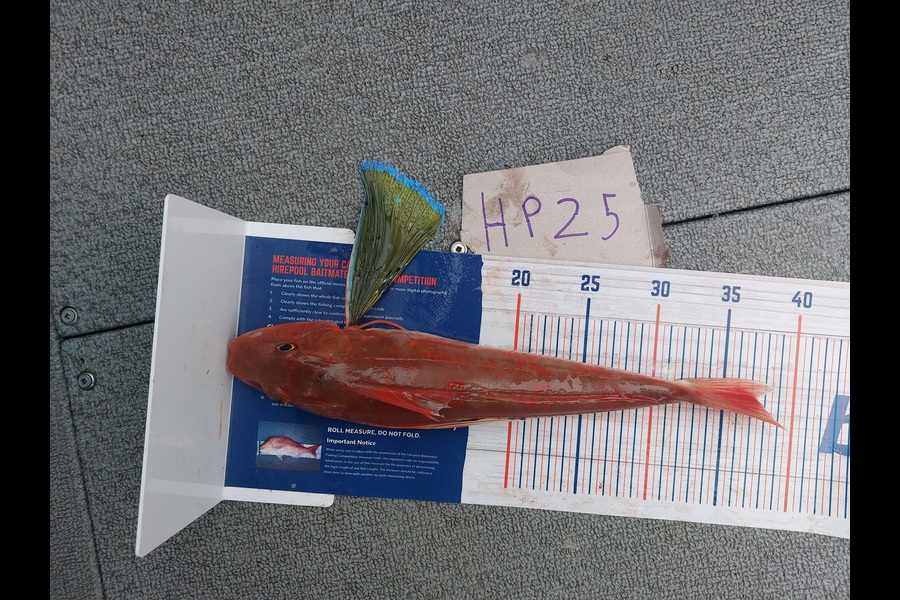 Andrew Wooster caught this 37.0cm Gurnard at Wellington during The Hirepool Baitmates Fishing Comp