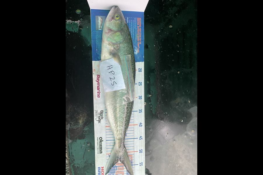 Raewyn Flay caught this 52.0cm Kahawai at Northland during The Hirepool Baitmates Fishing Comp