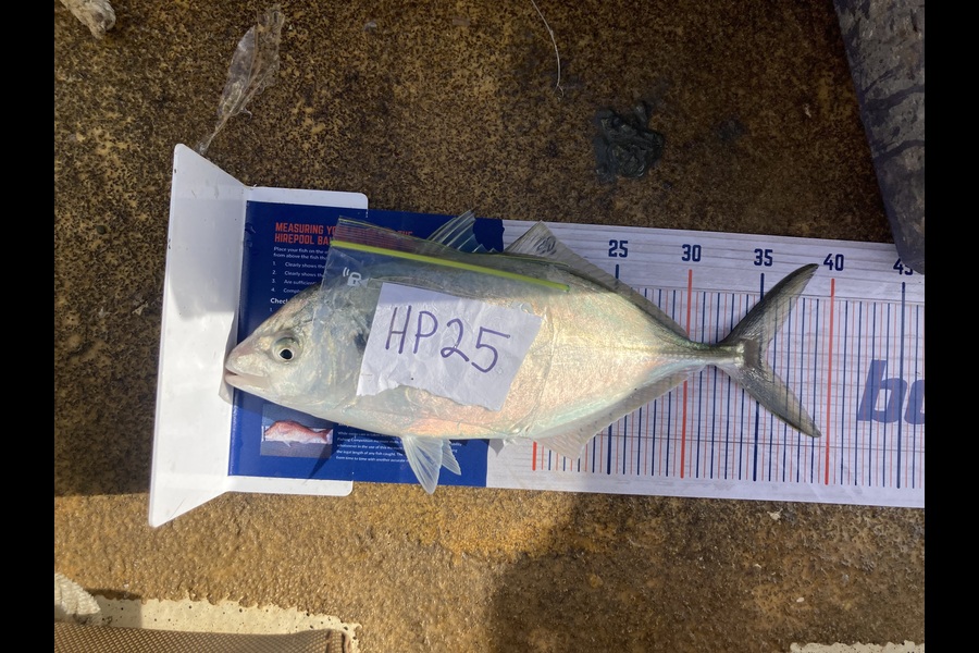 Anthony Murray caught this 35.0cm Trevally at Wellington during The Hirepool Baitmates Fishing Comp