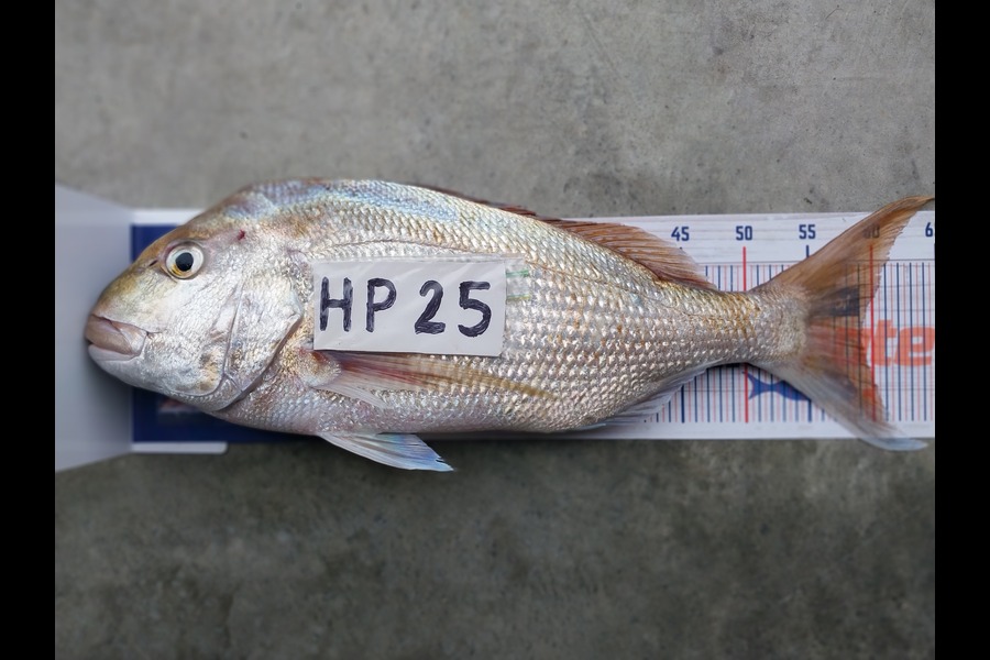 Henry Smith caught this 59.0cm Snapper at Northland during The Hirepool Baitmates Fishing Comp