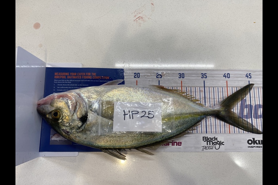 Rodney Owen caught this 40.5cm Trevally at Wellington during The Hirepool Baitmates Fishing Comp