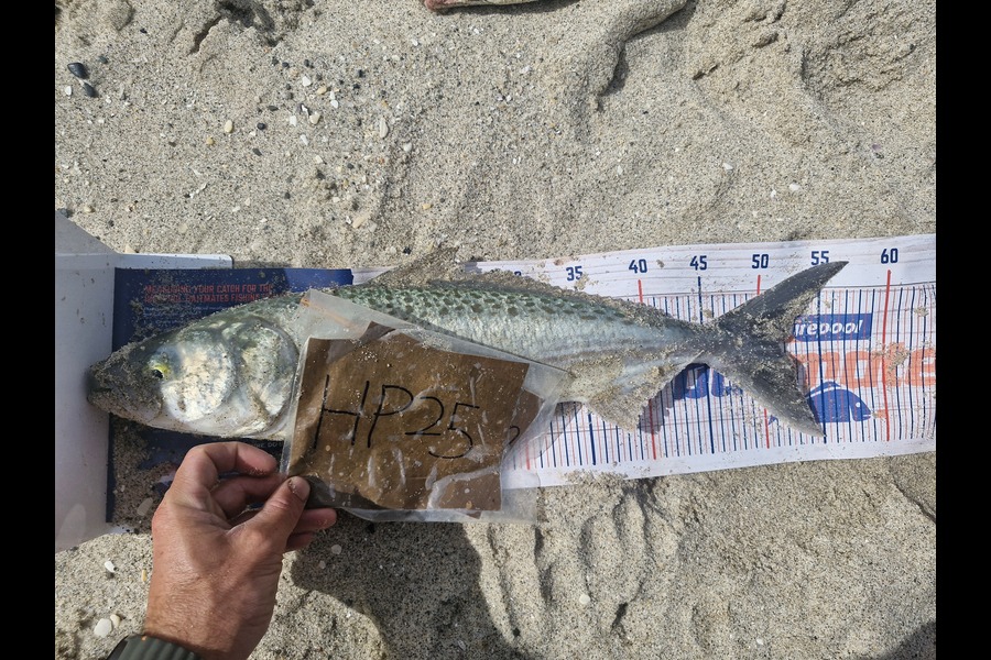Craig Nelder caught this 51.5cm Kahawai at Northland during The Hirepool Baitmates Fishing Comp