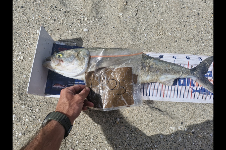 Rosie Phillips caught this 55.0cm Kahawai at Northland during The Hirepool Baitmates Fishing Comp