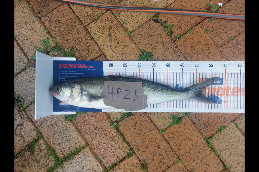 Andrew Wooster caught this 51.5cm Kahawai at Wellington during The Hirepool Baitmates Fishing Comp